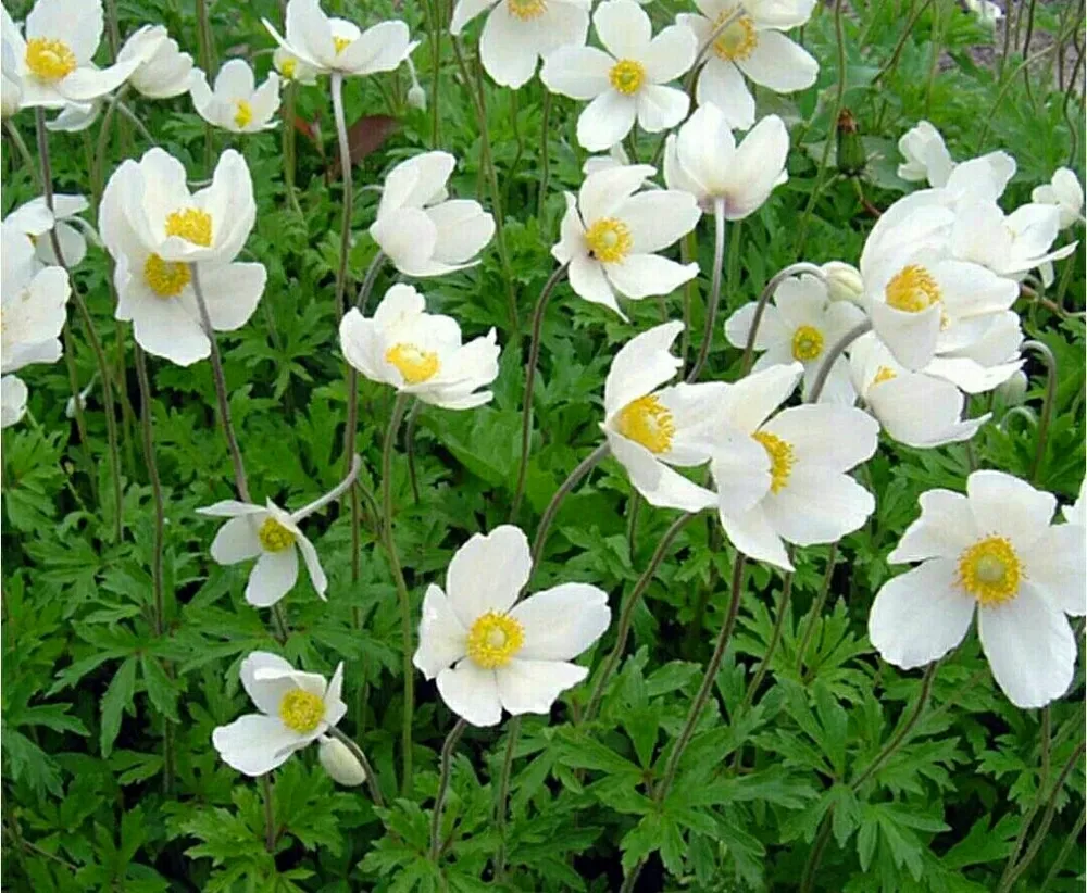 Анемона Лесная Anemone Sylvestris