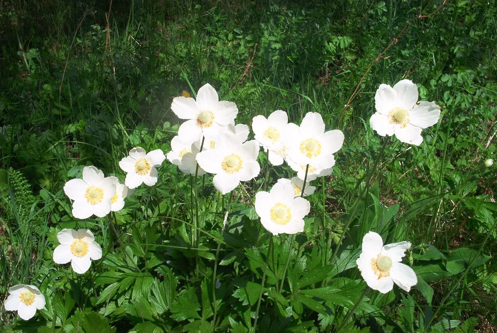 Анемона Лесная Anemone Sylvestris