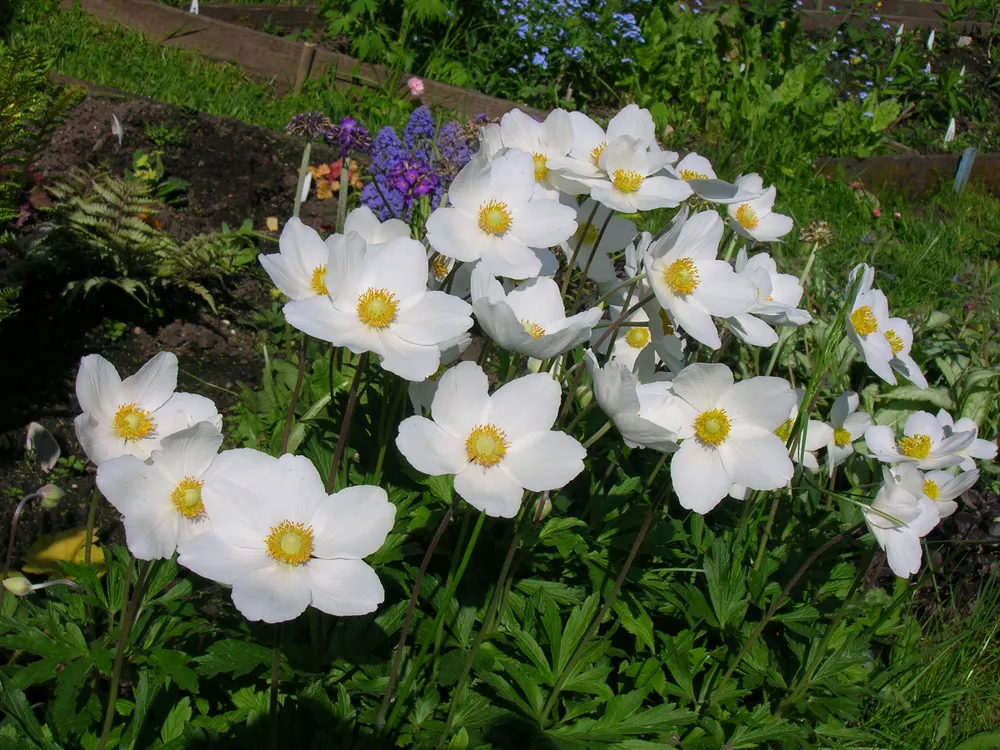 Анемона Лесная Anemone Sylvestris