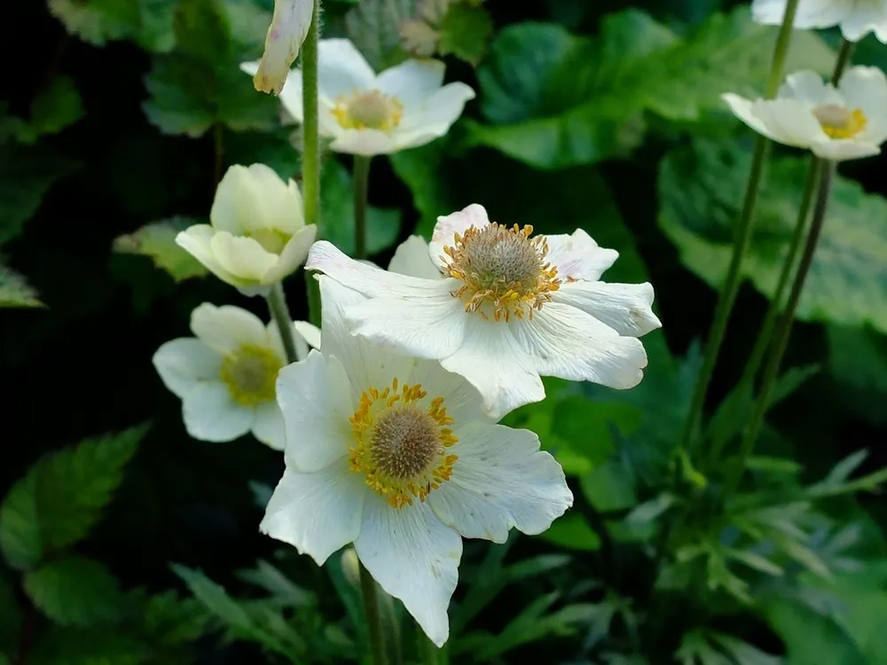 Анемона Лесная Anemone Sylvestris