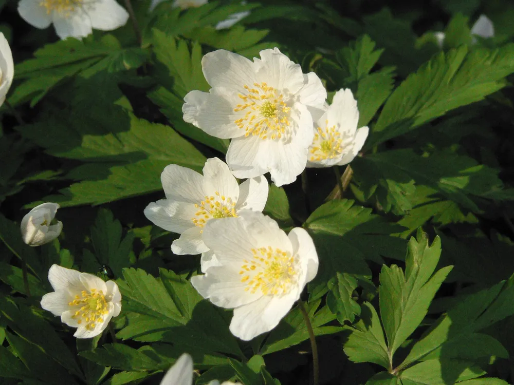 Анемона Лесная Anemone Sylvestris