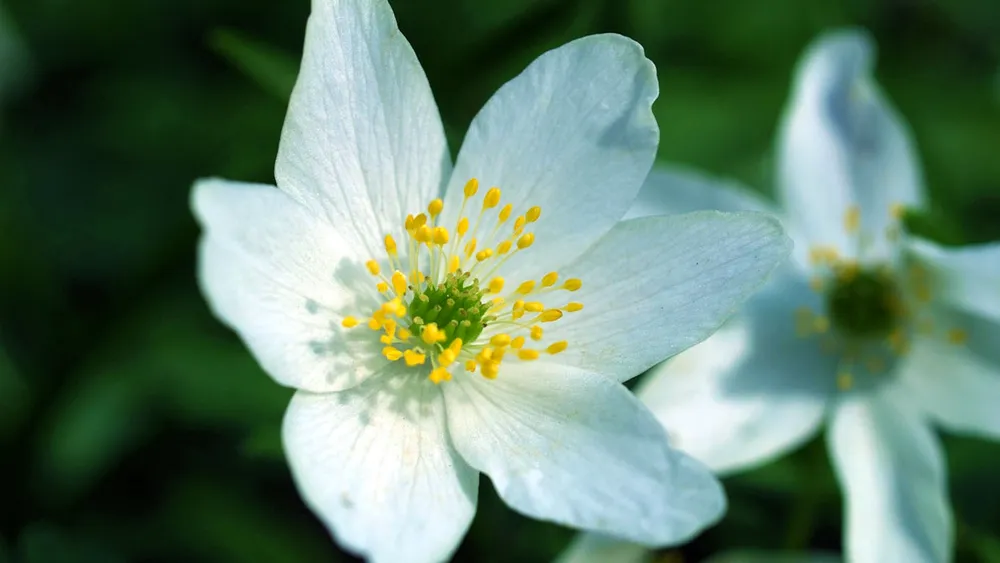 Anemone nemorosa