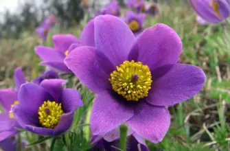 Anemone Pulsatilla vulgaris Alba