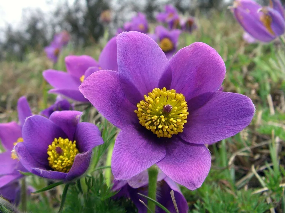 Anemone Pulsatilla vulgaris Alba