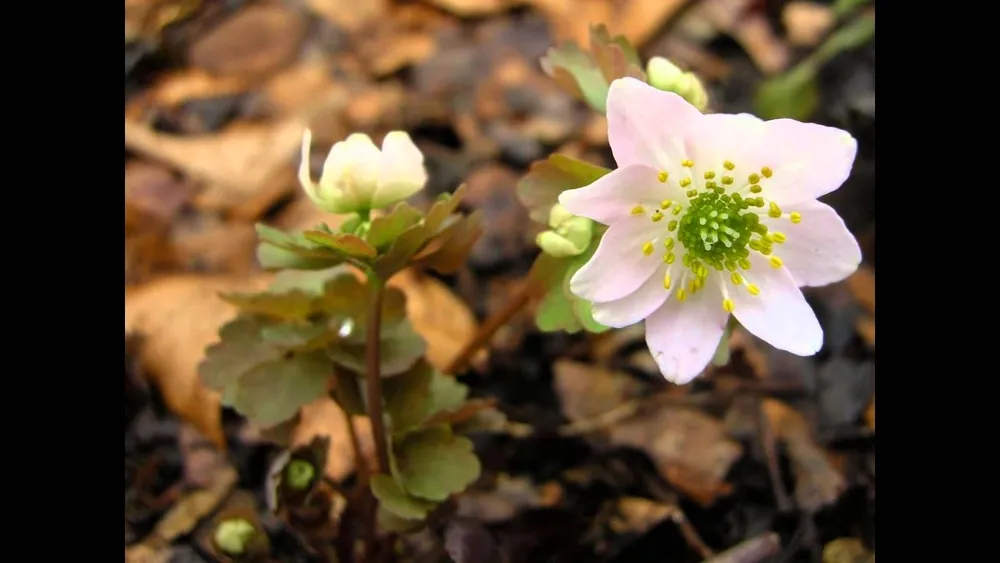 Anemonella thalictroides