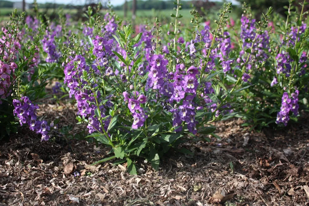 Ангелония Серена Purple