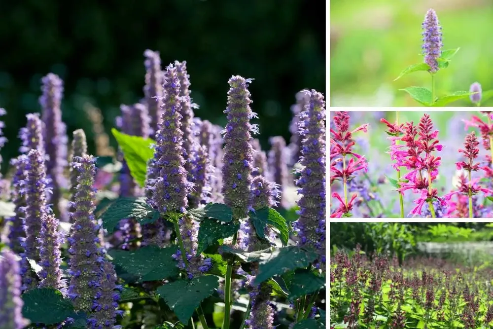 Anise Hyssop