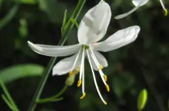 Anthericum liliago