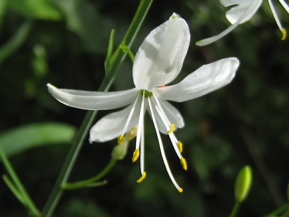 Anthericum liliago