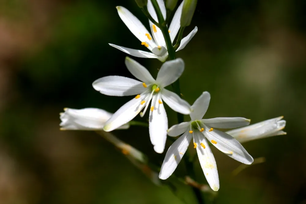 Anthericum liliago