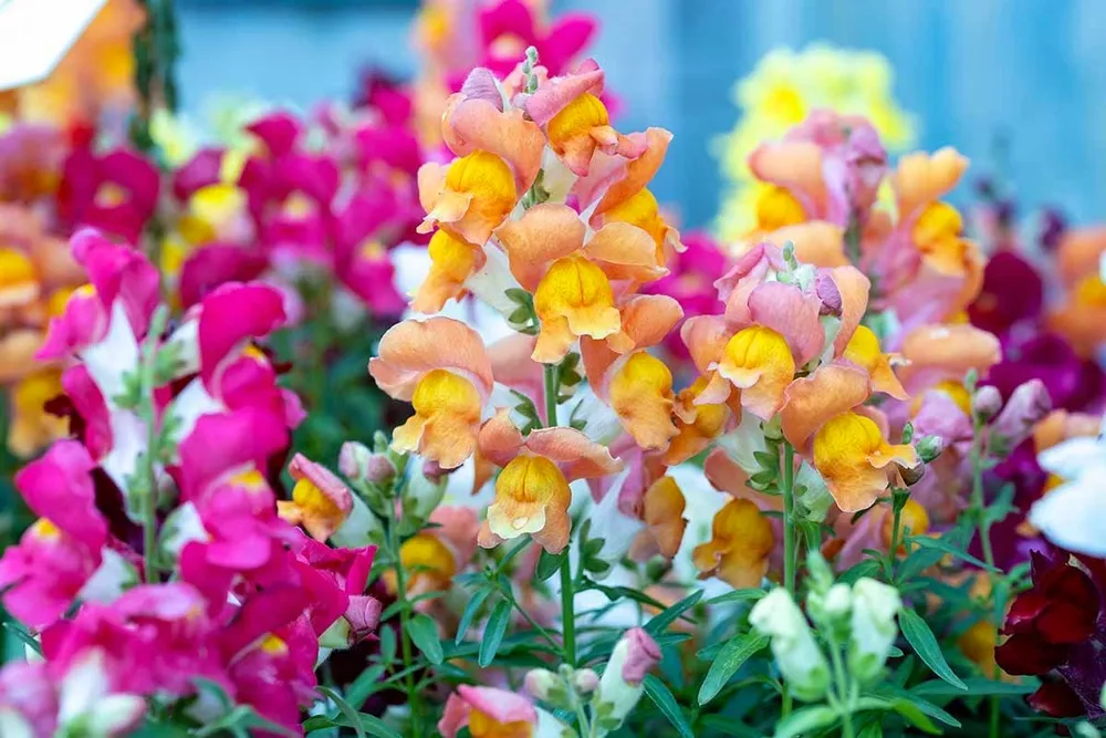 Antirrhinum majus