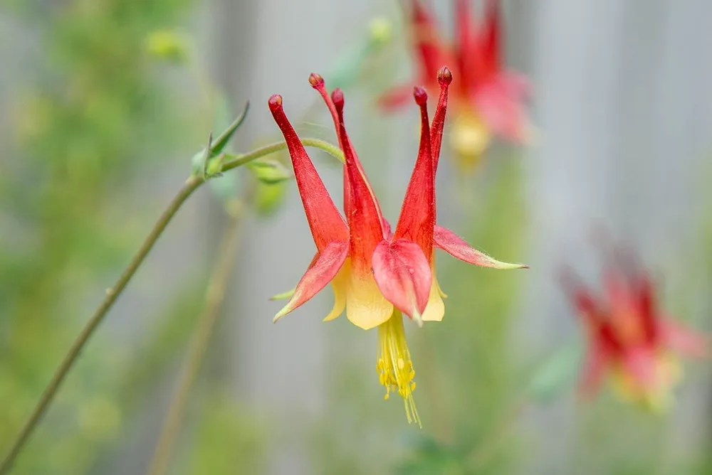 Aquilegia canadensis