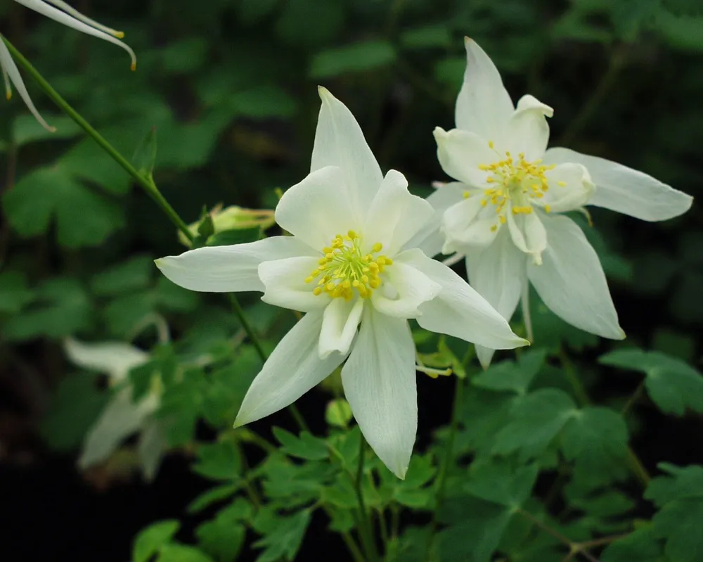 Aquilegia chrysantha