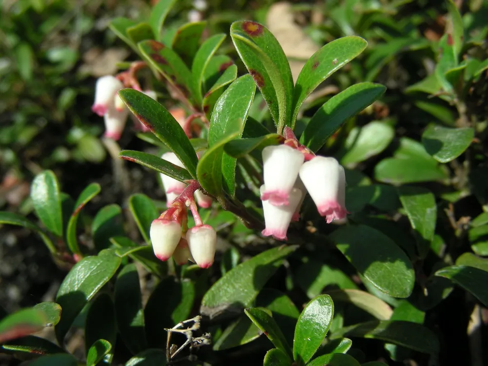 Arctostaphylos UVA-ursi - толокнянка