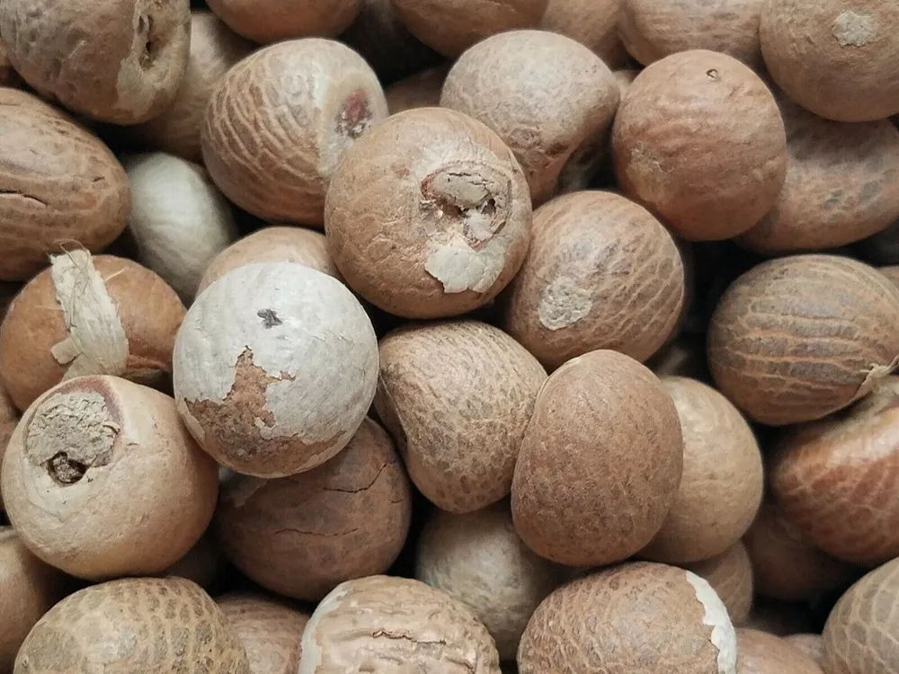 Areca nut