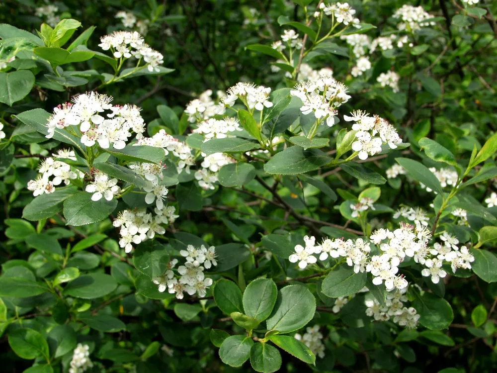 Aronia ×prunifolia