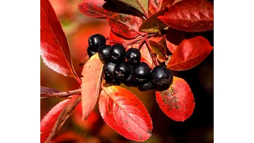 Арония черноплодная Aronia melanocarpa