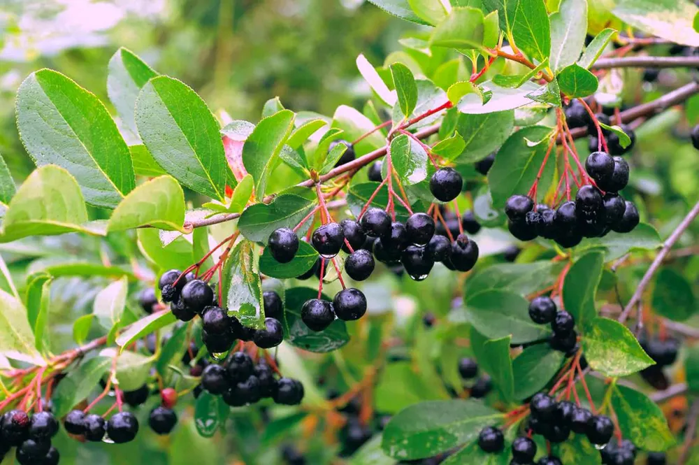 Арония черноплодная Aronia melanocarpa