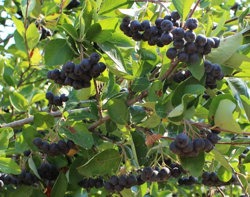 Арония черноплодная Aronia melanocarpa