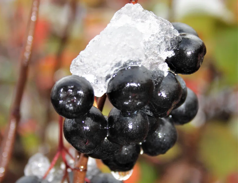 Арония черноплодная Aronia melanocarpa