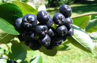 Арония черноплодная Aronia melanocarpa