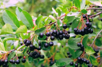 Арония черноплодная Aronia melanocarpa