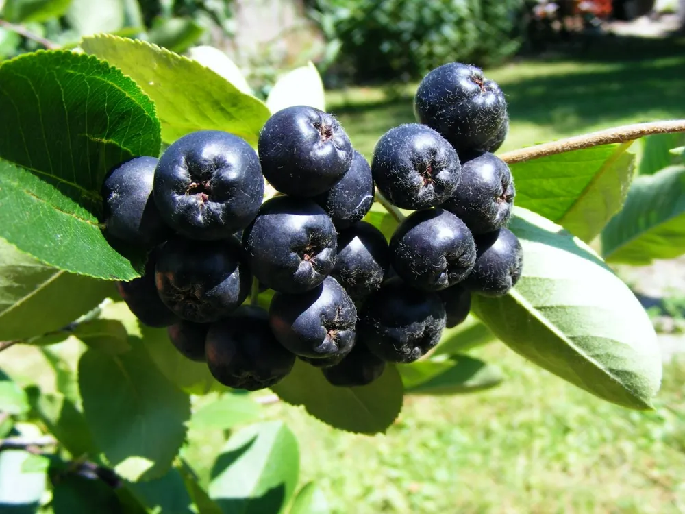 Арония черноплодная Aronia melanocarpa