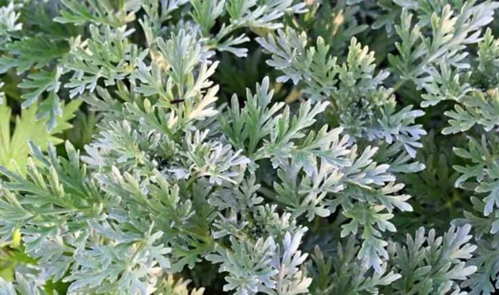 Artemisia absinthium