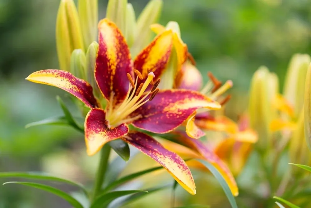 Asiatic Lilies