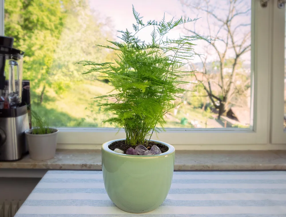 Аспарагус houseplants