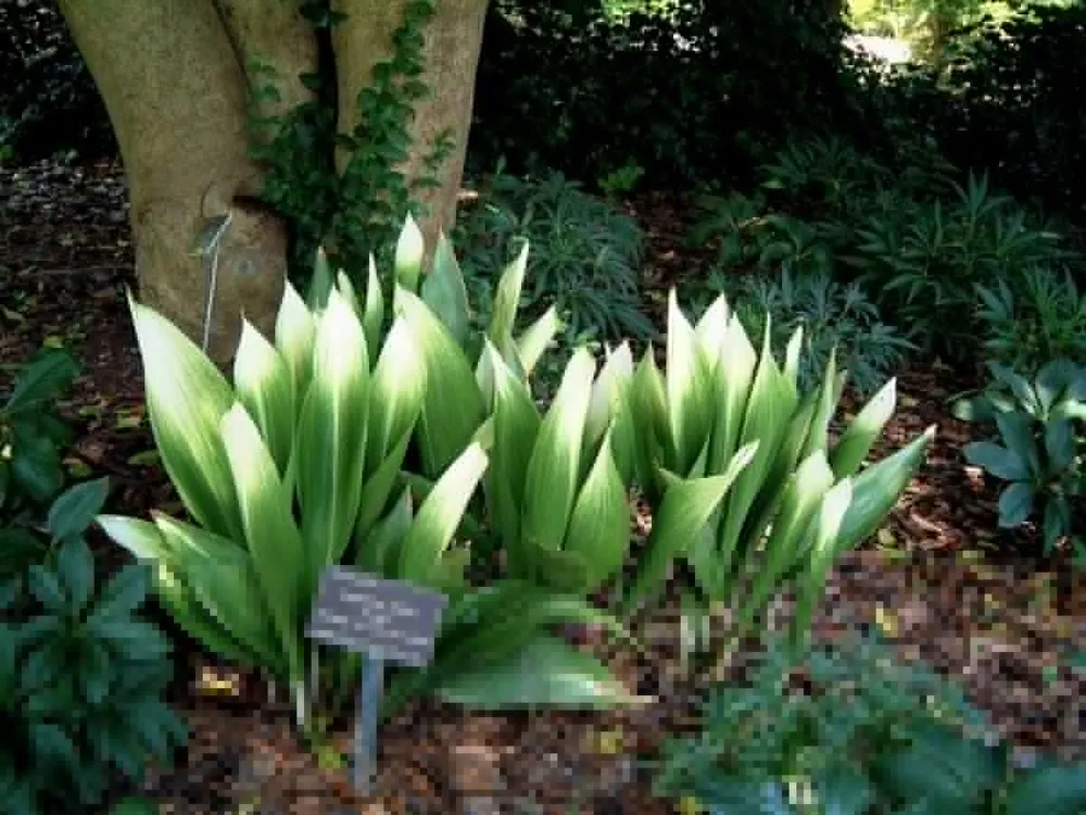 Aspidistra elatior