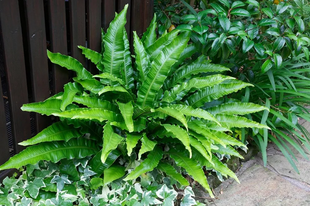 Асплениум scolopendrium