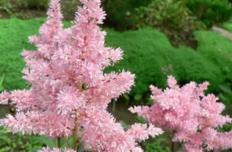 Астильба японская Peach Blossom