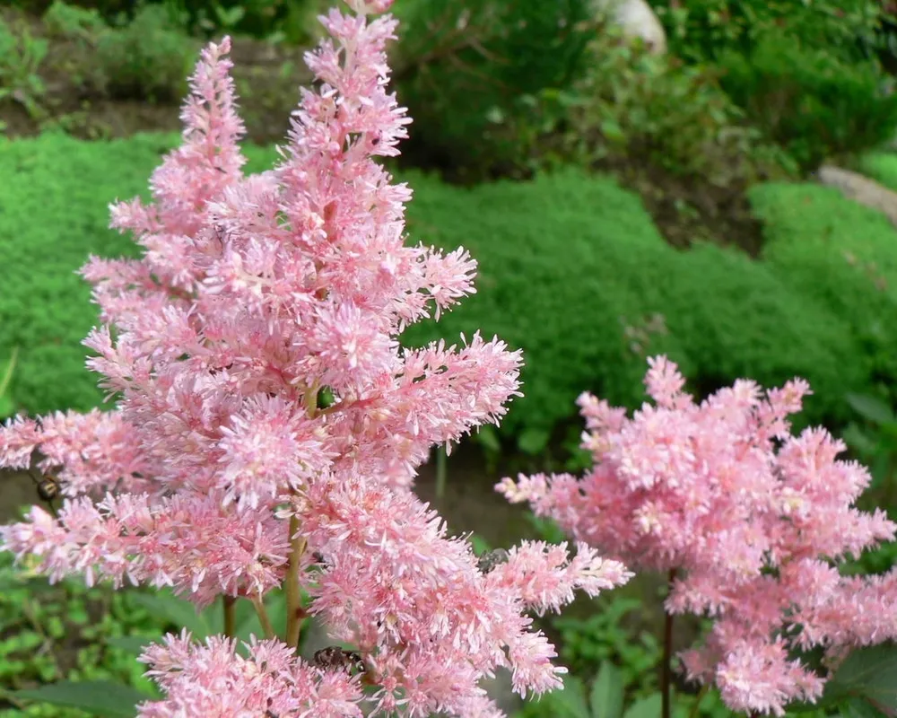 Астильба японская Peach Blossom