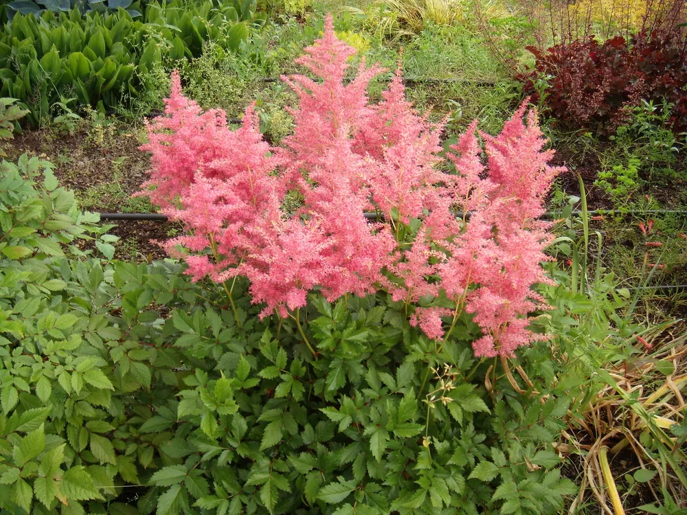 Астильба японская Peach Blossom