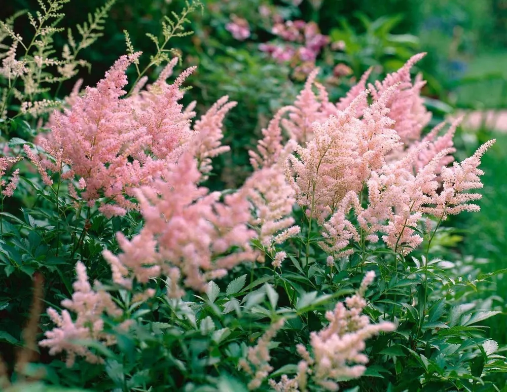 Астильба японская Peach Blossom