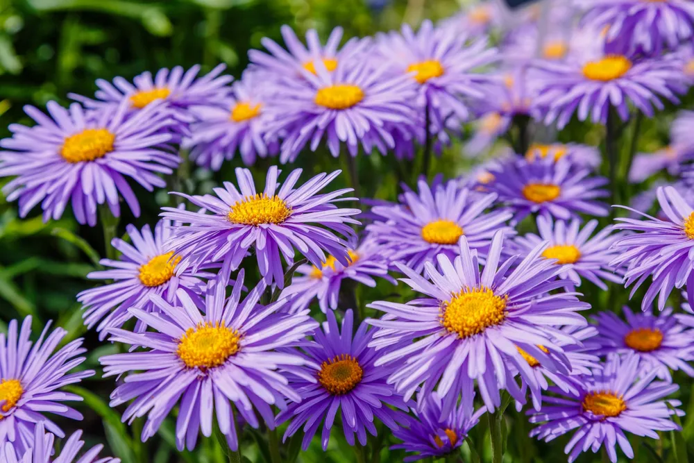 Астра Альпийская Aster Alpinus