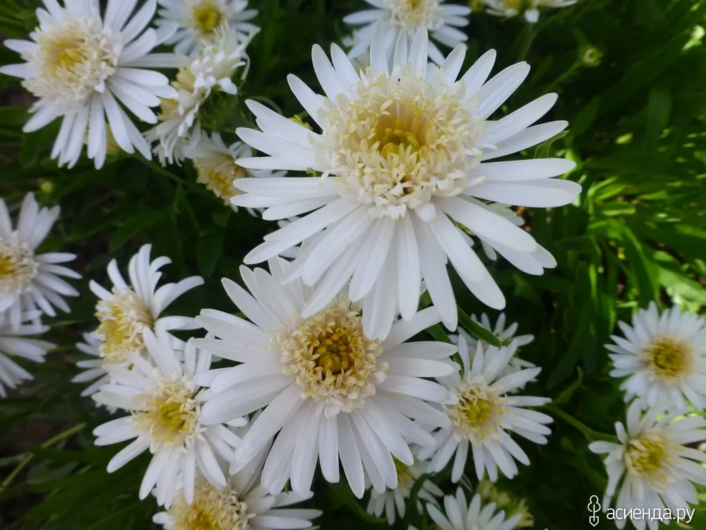 Астра Альпийская White Aster Alpinus