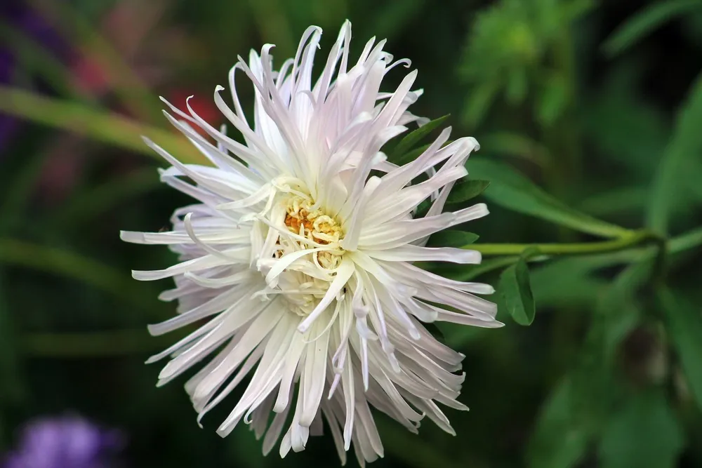 Астра Aster coloradoensis