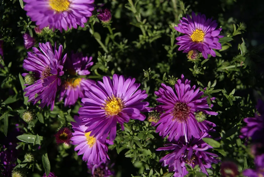 Астра кустарниковая Aster dumosus