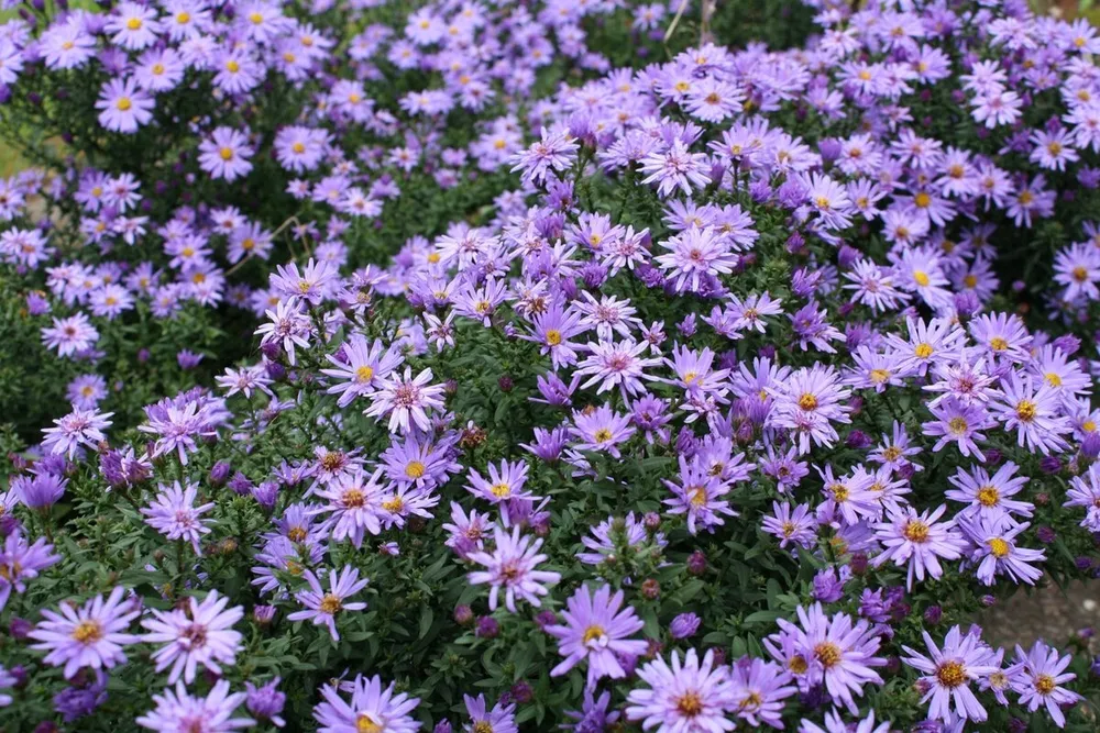 Астра кустарниковая Symphyotrichum dumosum