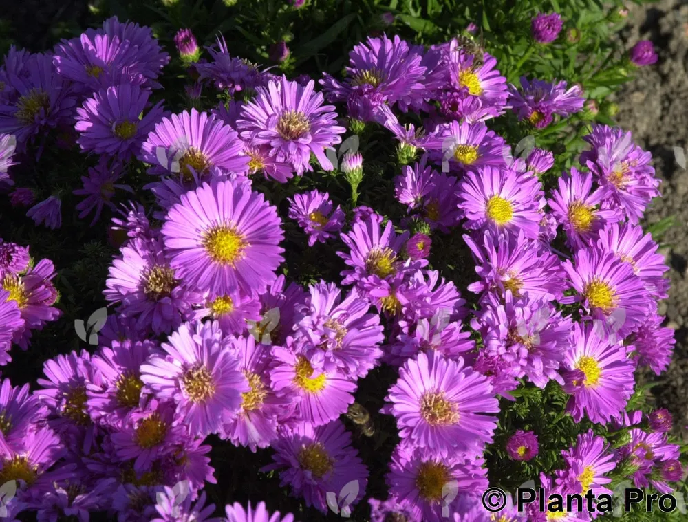 Астра многолетняя кустарниковая Aster dumosus