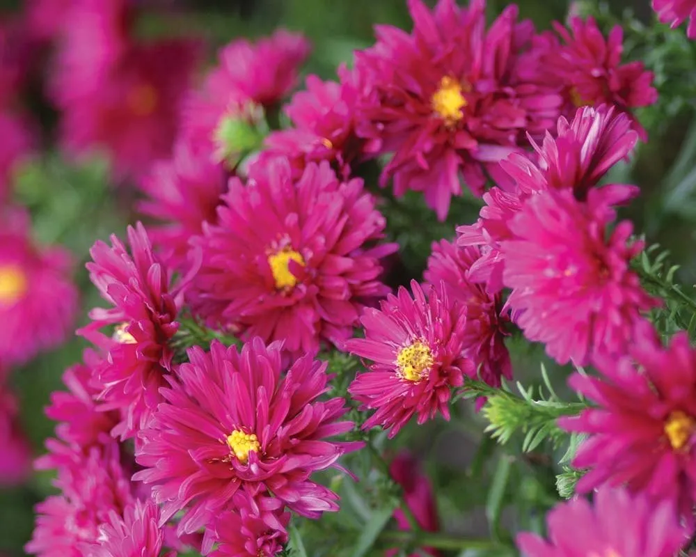 Астра новобельгийская Aster Novi-Belgii `Royal Ruby`