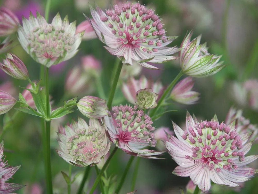 Астранция Astrantia Buckland