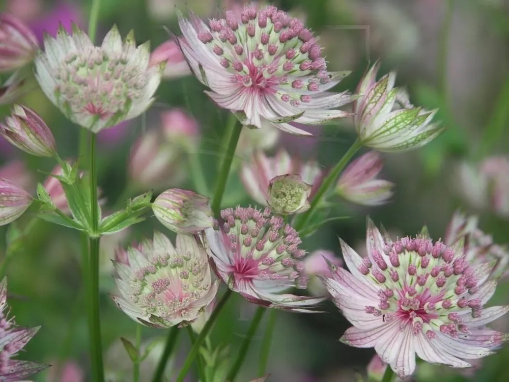 Астранция Astrantia Buckland