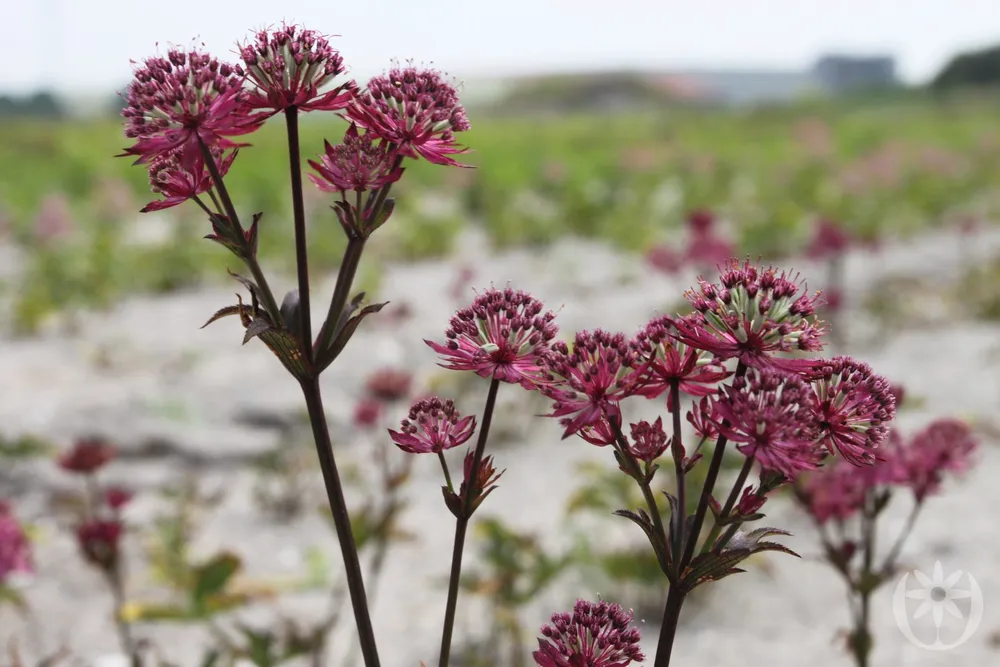 Астранция Astrantia Major Claret