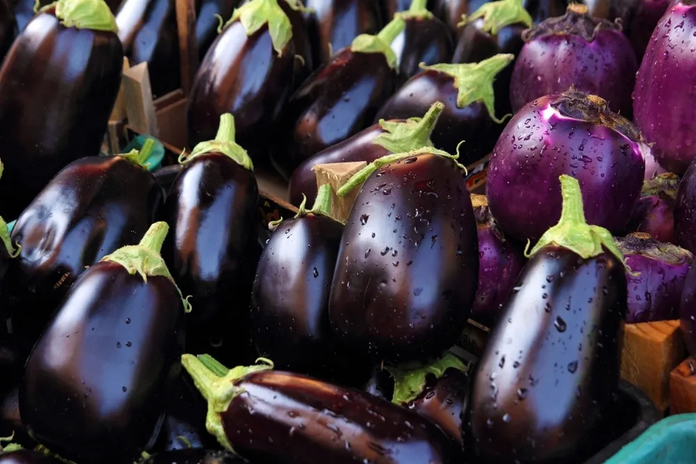 Aubergine Eggplant