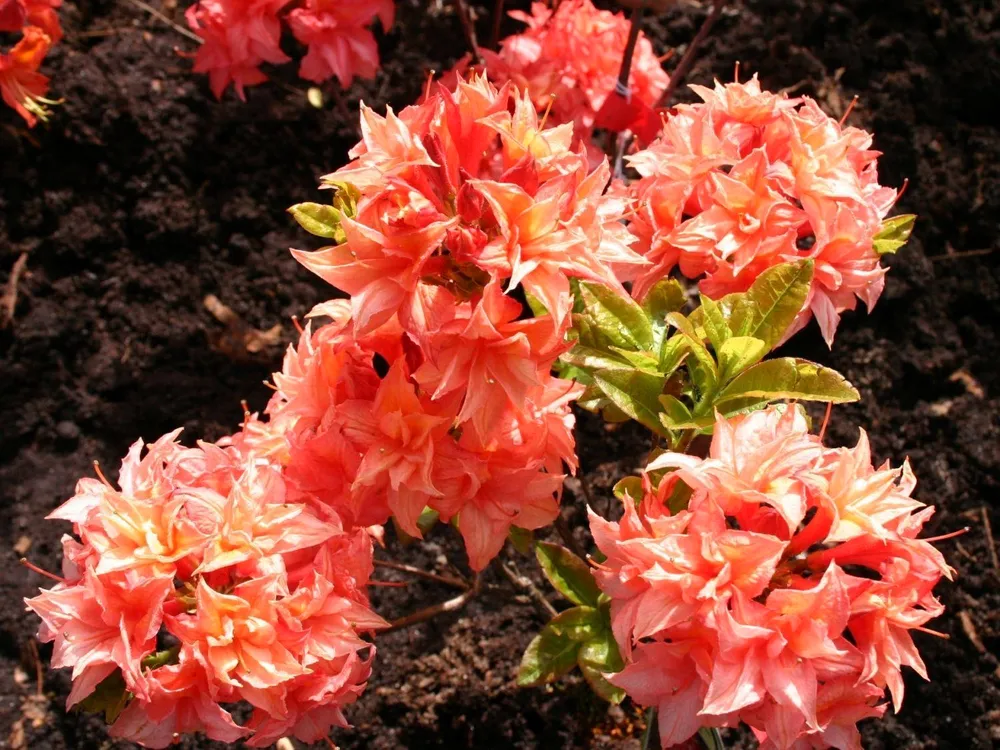 Azalea Arista