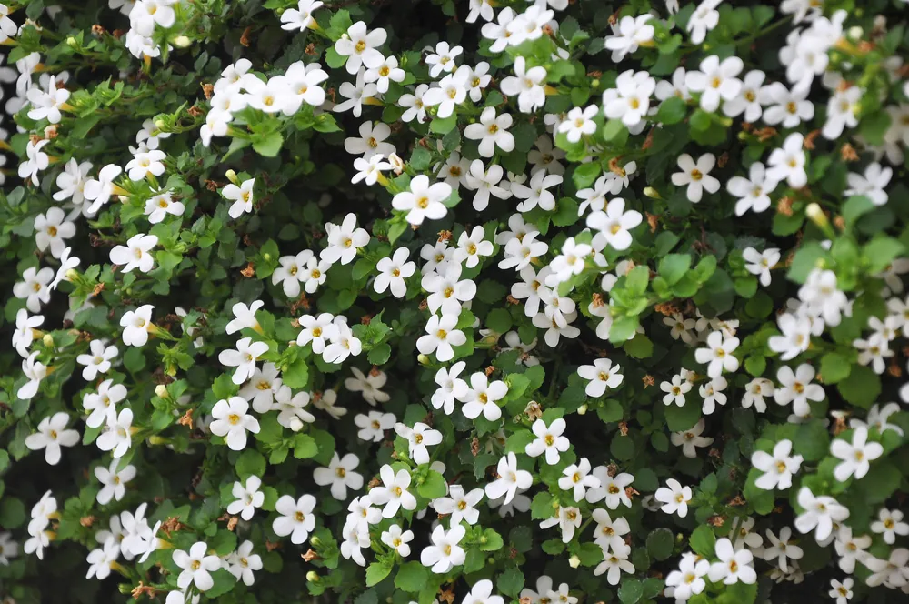 Bacopa monnieri