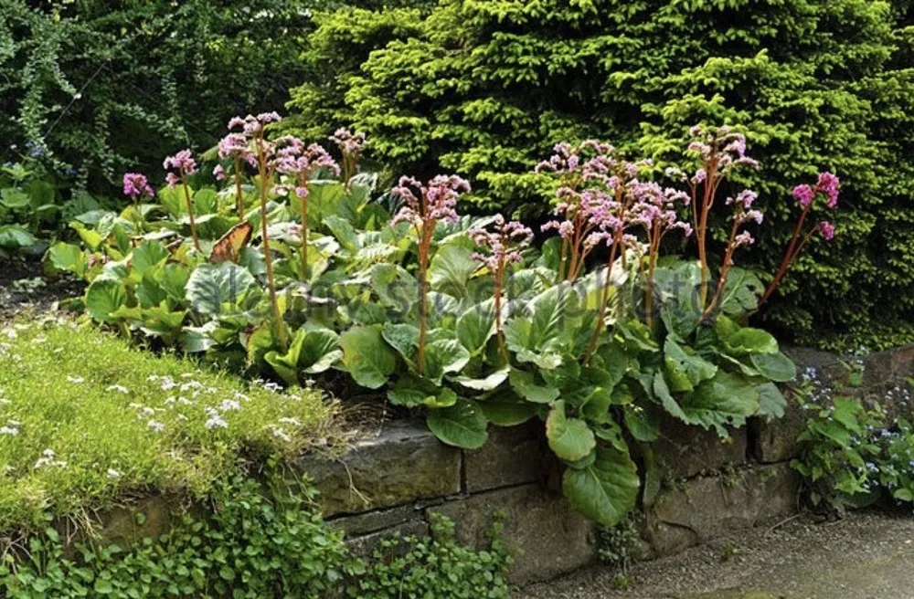 Бадан сердцелистный Bergenia cordifolia